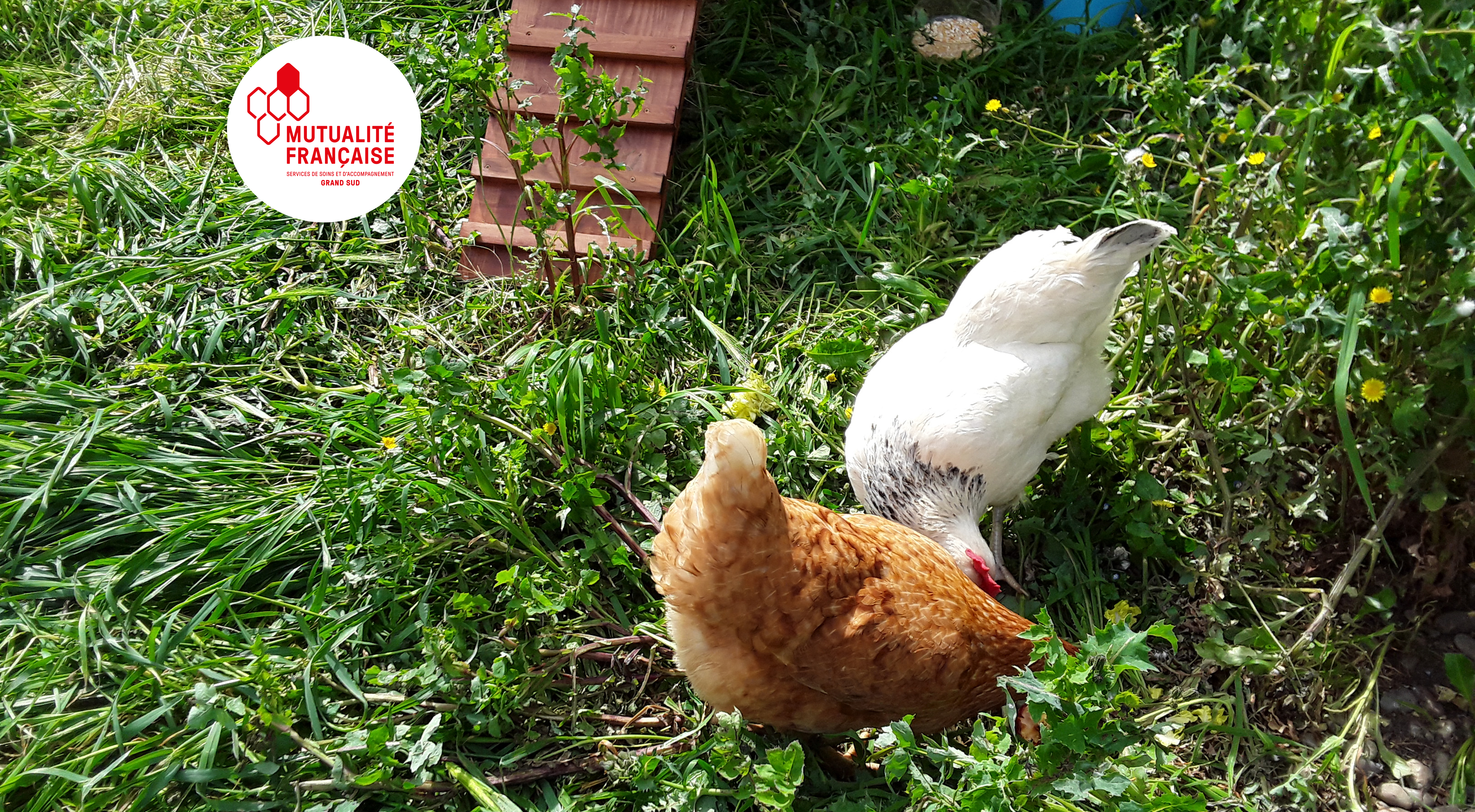 Des poules donnent le sourire aux résidents de la Roselière