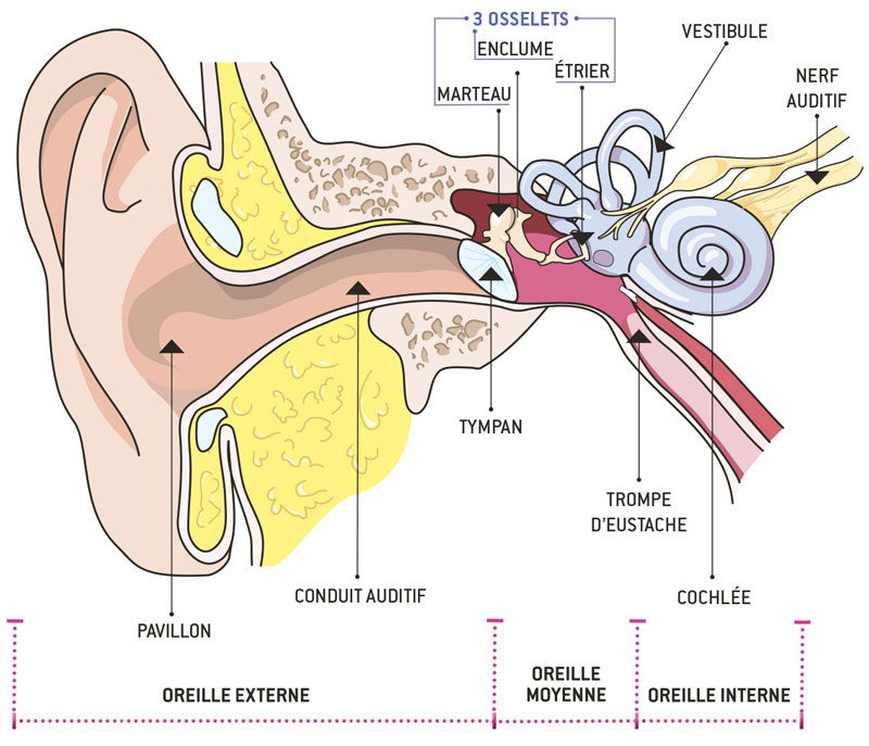 Audition Mutualiste Schema oreille