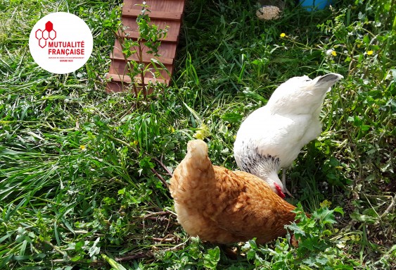Des poules donnent le sourire aux résidents de la Roselière